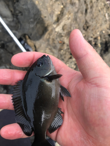 メジナの釣果