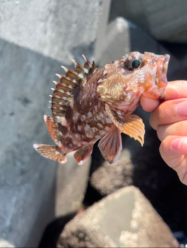 カサゴの釣果