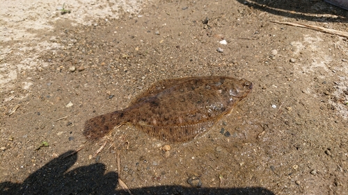 カレイの釣果