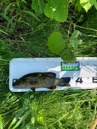 スモールマウスバスの釣果