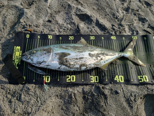 イナダの釣果