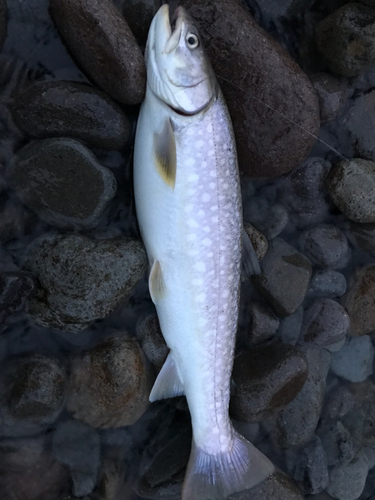 アメマスの釣果