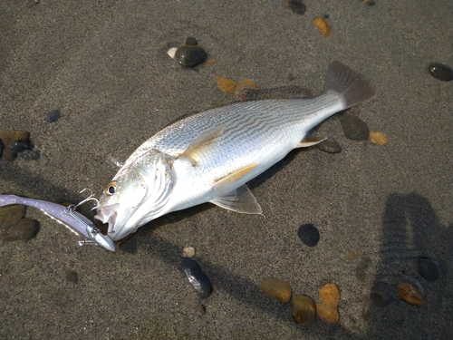 ニベの釣果