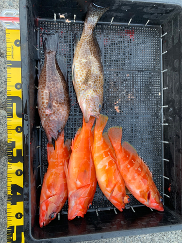 オオモンハタの釣果