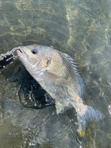 キビレの釣果