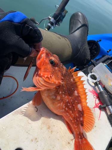 カサゴの釣果