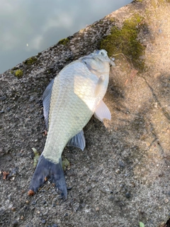 ヘラブナの釣果