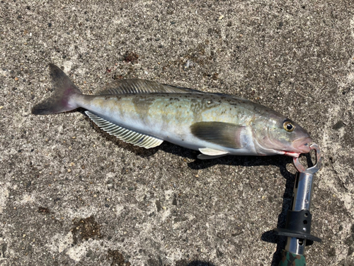 ホッケの釣果