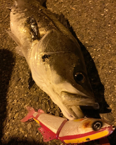 シーバスの釣果