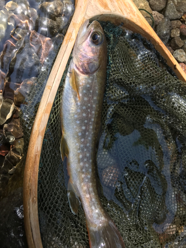 イワナの釣果