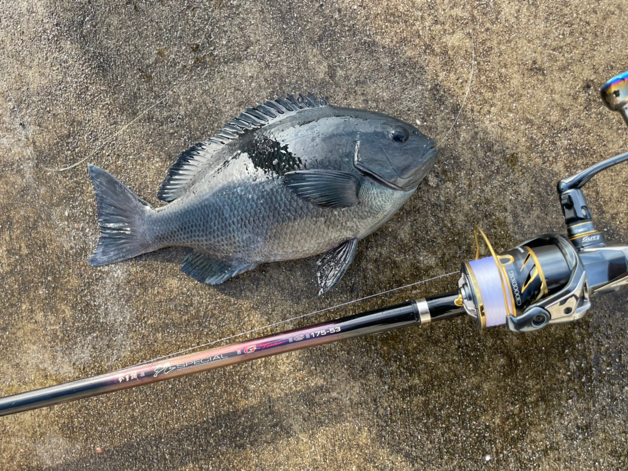 クチブトグレ