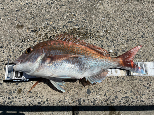 マダイの釣果