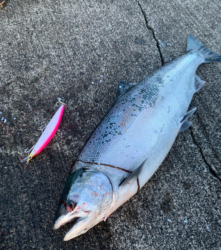 サクラマスの釣果