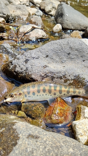 ヤマメの釣果