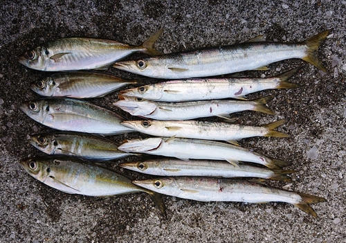 アラカブの釣果