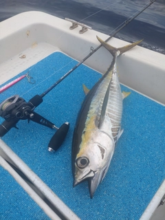 キハダマグロの釣果