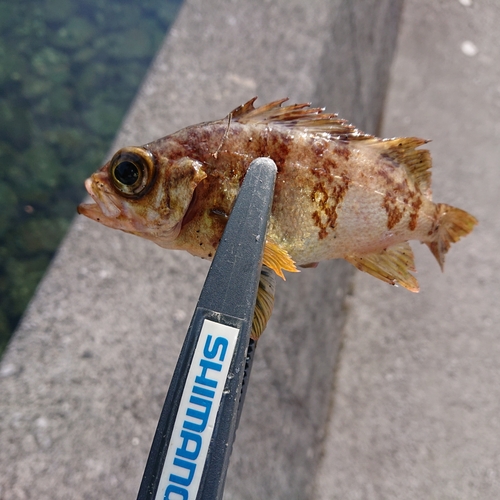 メバルの釣果