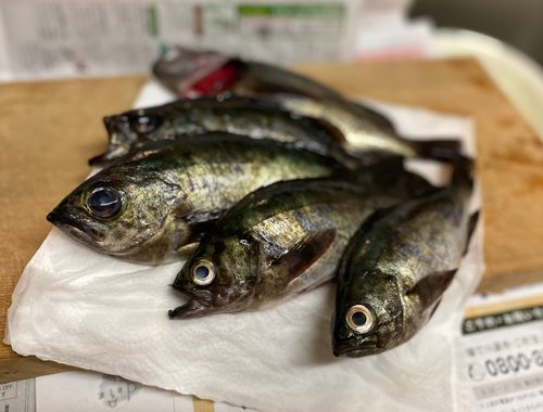 クロメバルの釣果