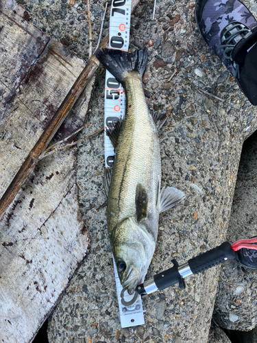 シーバスの釣果