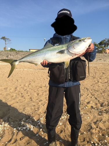 ブリの釣果