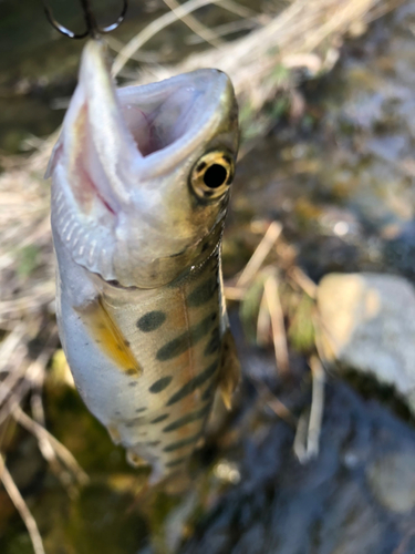 ヤマメの釣果