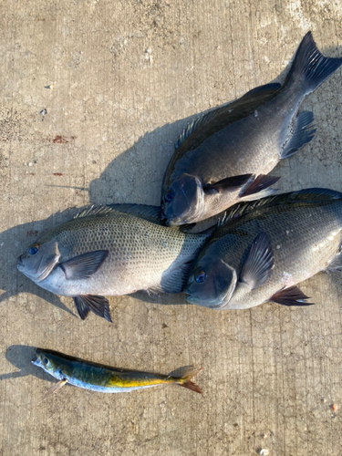 メジナの釣果