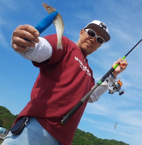 シロギスの釣果