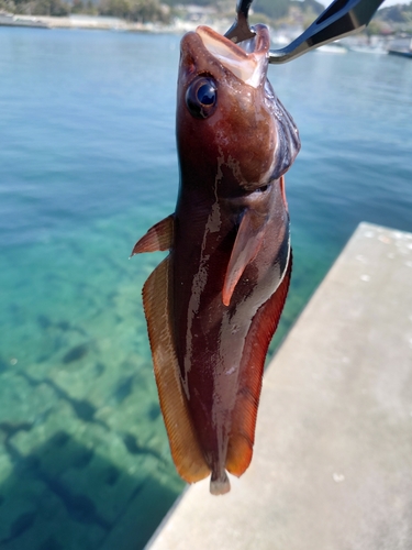 ドンコの釣果