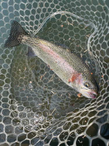 ニジマスの釣果