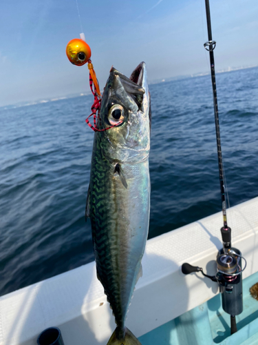 ホウボウの釣果