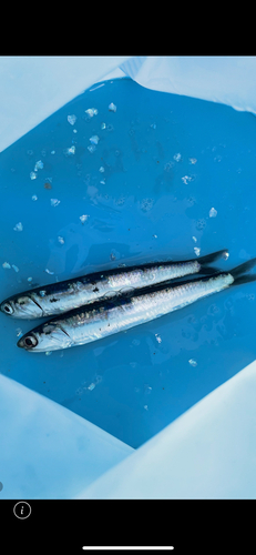 イワシの釣果