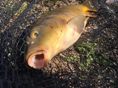 コイの釣果