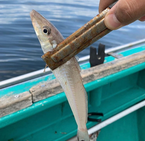 シロギスの釣果