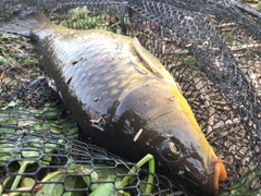 コイの釣果