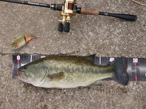 ブラックバスの釣果