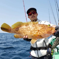 キジハタの釣果