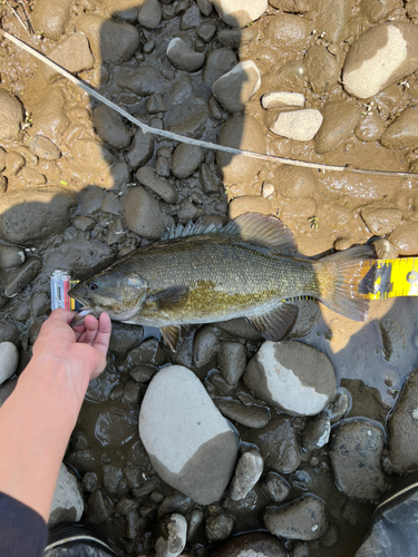 スモールマウスバスの釣果