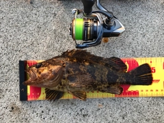 タケノコメバルの釣果