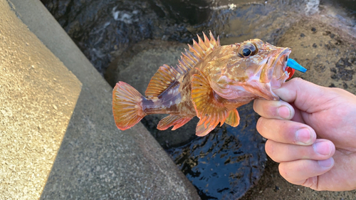 カサゴの釣果