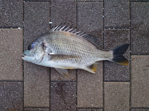 キビレの釣果