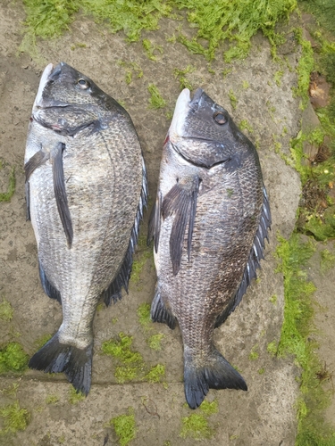 クロダイの釣果