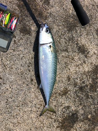 サバの釣果