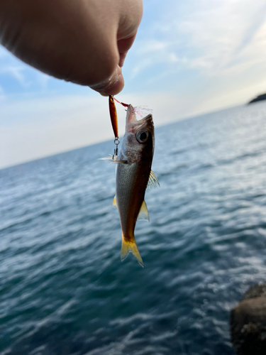 ムツの釣果