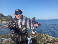 イシダイの釣果