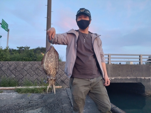 コウイカの釣果