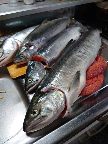 カラフトマスの釣果