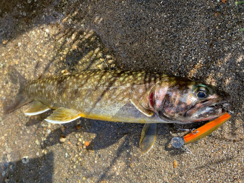 イワナの釣果