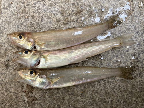 シロギスの釣果