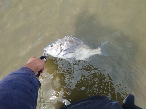 スズキの釣果