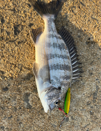 クロダイの釣果